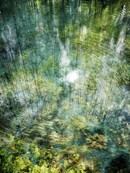 Reflejo ondulante del bosque