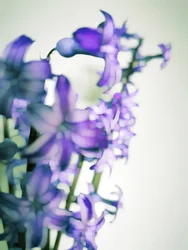 Flores de color morado suave