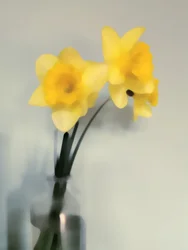 Narcisos de color amarillo pálido