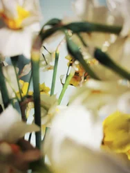 Narcisos de color amarillo pálido