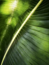 Hoja verde bañada por el sol
