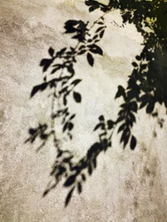 Sombras de hojas iluminadas por el sol