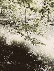 Dosel forestal bañado por la luz del sol