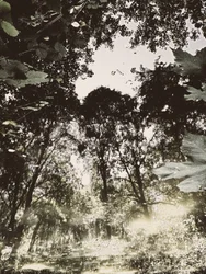 Reflejo en un bosque tranquilo