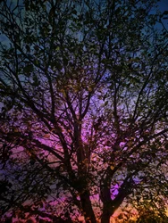 Árbol de la puesta de sol resplandeciente