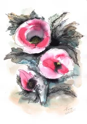 Amapolas de un rosa intenso