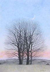 Luna Nueva, 2011