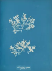 Achnanthes longipes. parásito