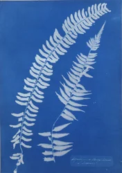 Asplenium Braziliense, S. América
