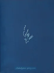 Cladostephus spongiosus, ca. 1853