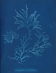 Cladostephus verticillatus, ca. 1853