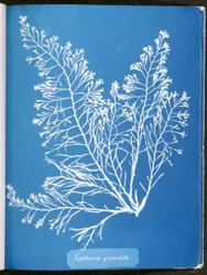 Cystoseira granulata, de "Fotografías de algas británicas: Impresiones de cianotipo", publicado 1843-53