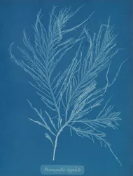 Desmarestia liqulata