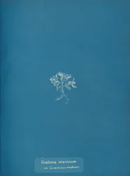 Diatoma marinum en Ceramium rubrum, ca. 1853