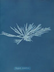 Dictyota dichotoma