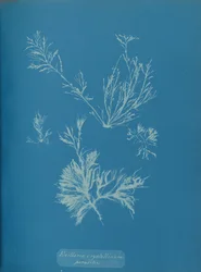 Exillaria crystallinum parasitaria