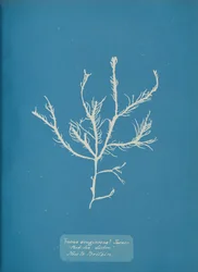 Fucus aeruginosus Turner. Mar Mediterráneo Sisbon Nuevo en Gran Bretaña, ca. 1853