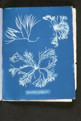 Furcelleria fastigiata, de 