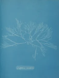 Griffithsia corallina, ca. 1853