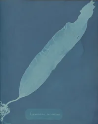 Laminaria saccharina, ca. 1853