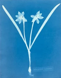 Leucojam Varium por Anna Atkins