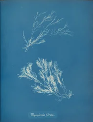 Polysiphonia fibrata, c. 1853