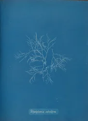 Polysiphonia subulifera, ca. 1853