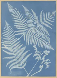 Pteris aquilina