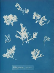 Ptilota plumosa