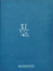 Sphacelaria filicina, ca. 1853