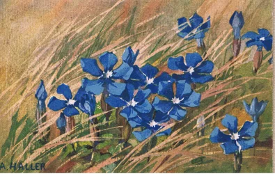 Valeriana Azul