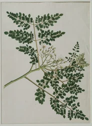 Moringa oleifera, también llamado árbol de rábano picante o árbol de tambor