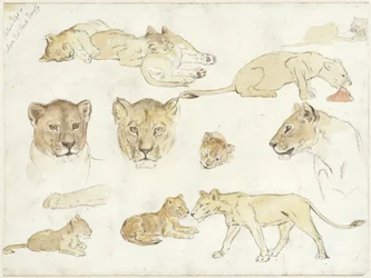 Estudios de los leones