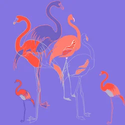 Flamencos