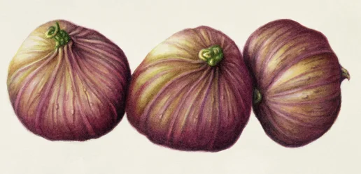 Higos, 2001