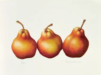 Peras, 2000