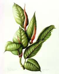 Planta de caucho, 1999