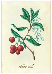 Arbutus unedo, 2015 (gouache)