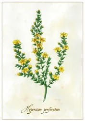 Hypericum perforatum, 2015 (gouache)