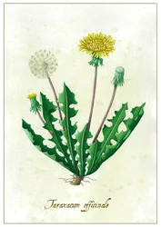 Taraxacum officinale, 2015 (gouache)