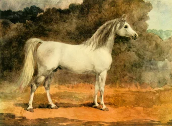 Un famoso semental árabe, c. 1870s, 1944