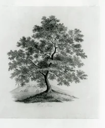 Roble