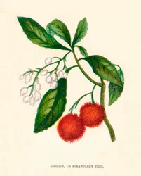 Arbutus, o Árbol de Fresa, c1891