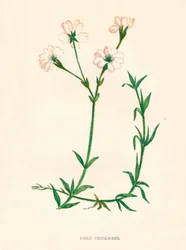 Pamplina de campo, c1891, 1891
