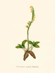 Trenzas fragantes de dama, c. 1891