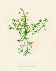 Hierba perla procumbente, c1891, 1891
