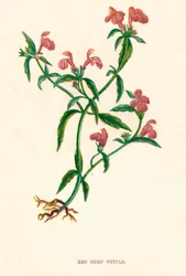 Ortiga roja, c1891