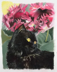 Tulipanes negros