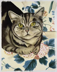 Gato atigrado