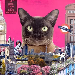 Gato urbano